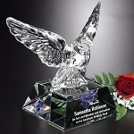 Graceful Eagle 7